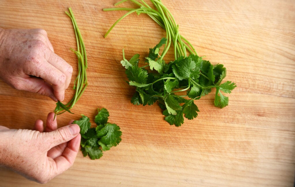 cilantro leaves separated from their stems.
