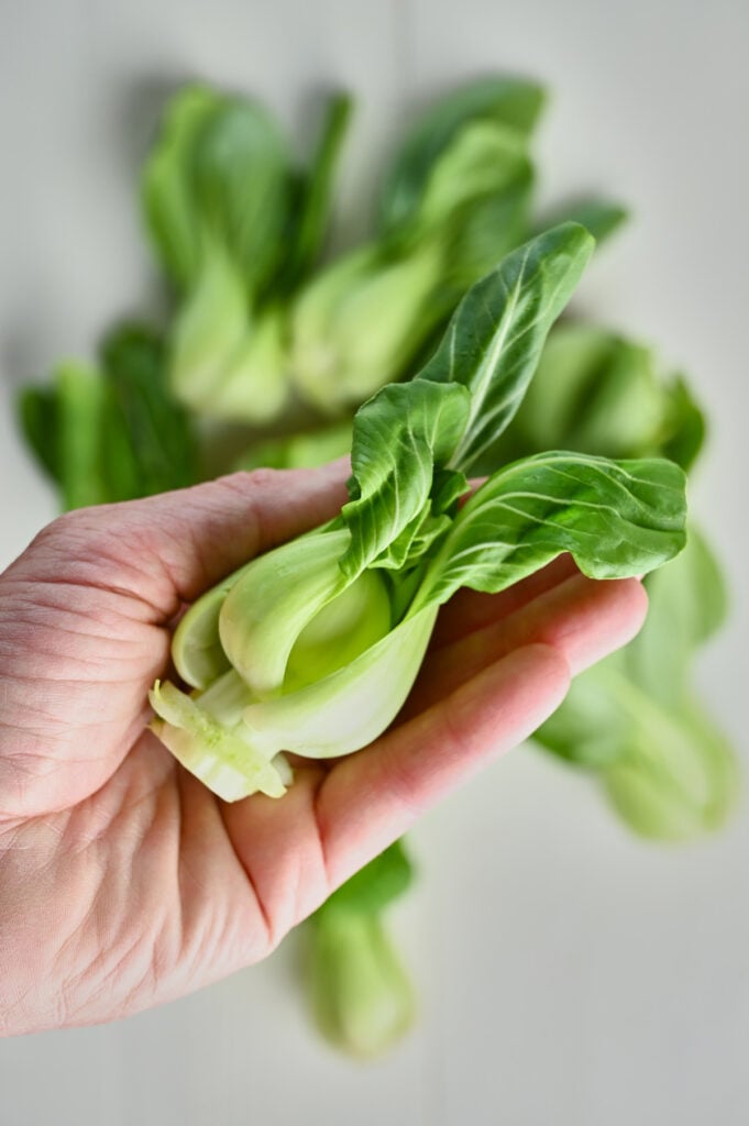 a close up of baby bok choy