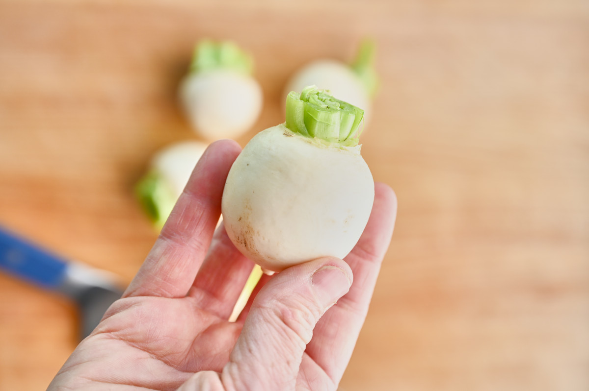 close up on tokyo turnip