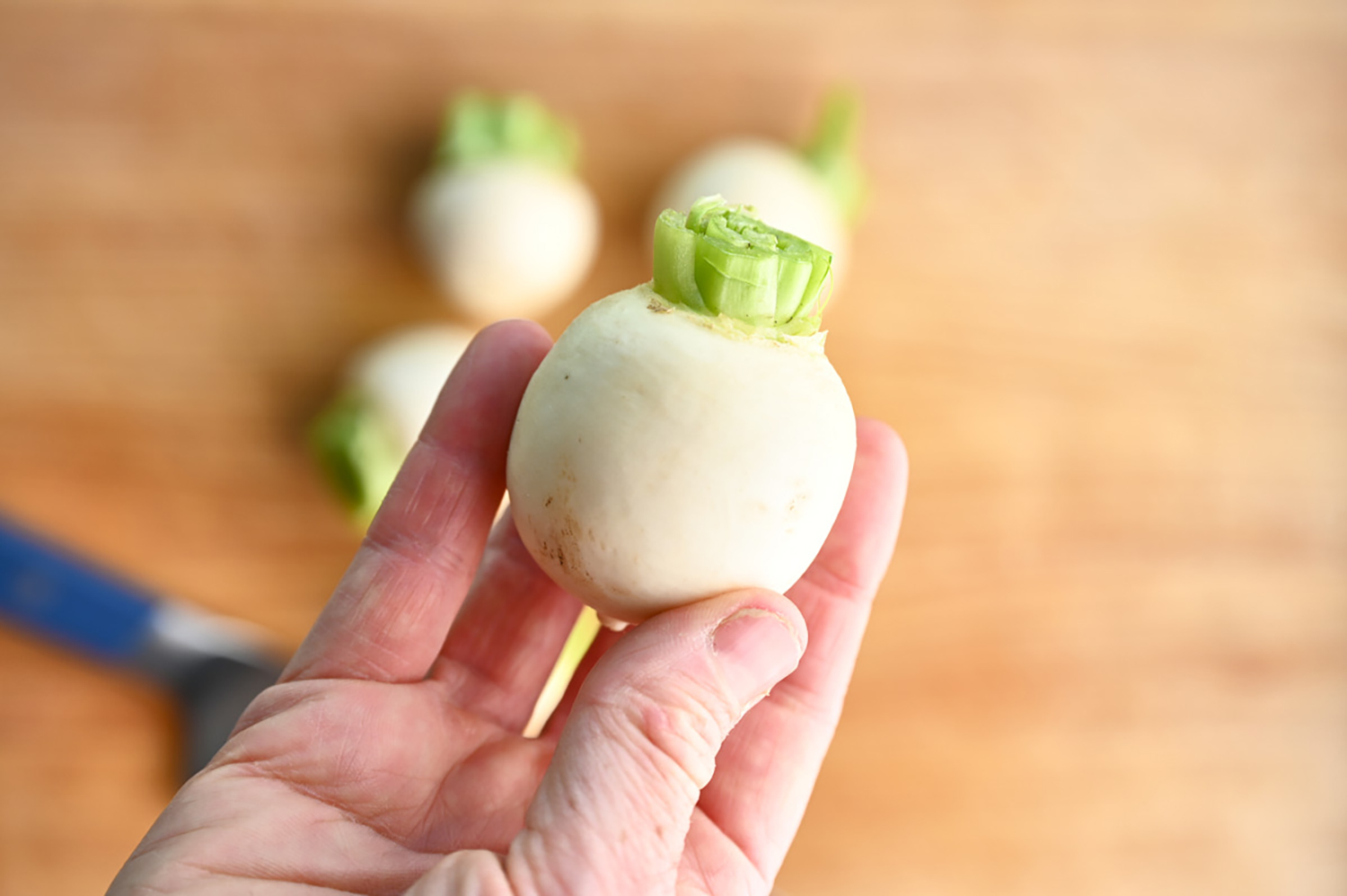 close up of a Tokyo turnip in a hand above a wooden cutting board.